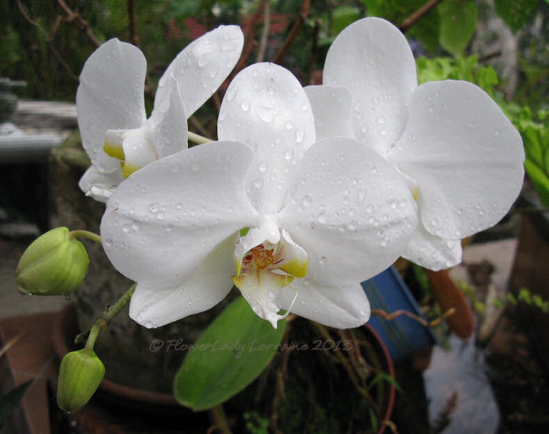[02-14-nanci-orchids%255B4%255D.jpg]