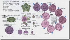 rose flower with bud-diagram