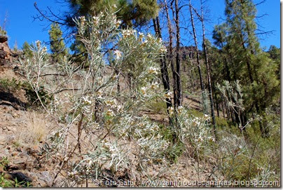 7081 Presa Chira-Presa Escusabaraja 7081 Presa Chira-Presa Escusabaraja