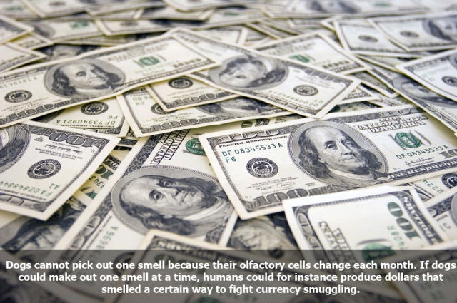 [10_interesting_facts_about_smelling_640_05%255B4%255D.jpg]