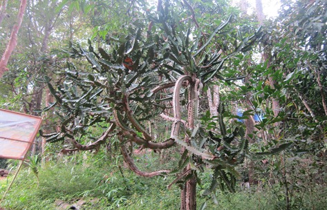tree in Thailand