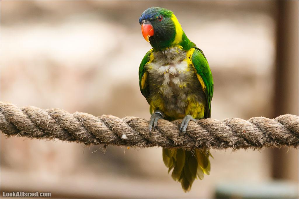 Ган Гуру - парк с кенгуру и другими австралийскими животными | Gan Guru | גן גורו | LookAtIsrael.com - Фото путешествия по Израилю
