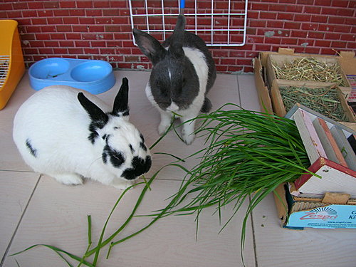 愛麗絲 兩隻兔子 牧草之王 紫花苜蓿