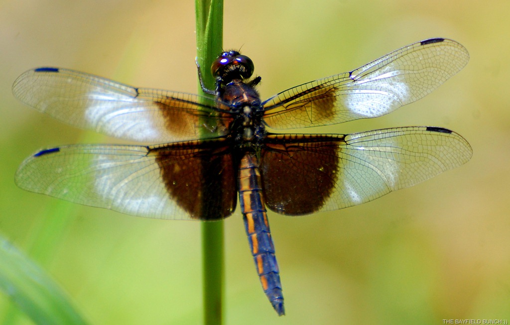 [DSC_6752%255B4%255D.jpg]