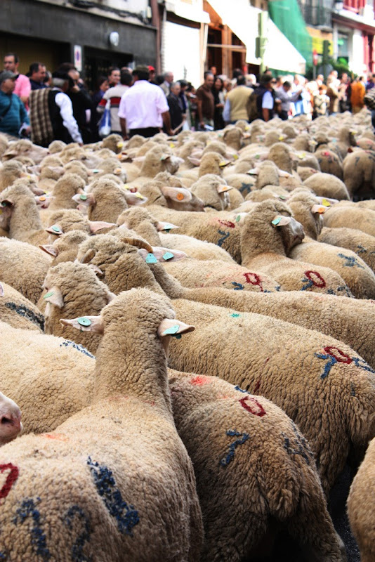 sheep-protest-6