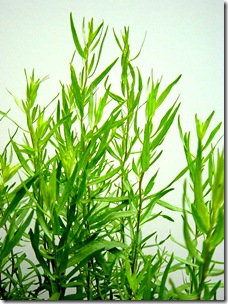 French Tarragon