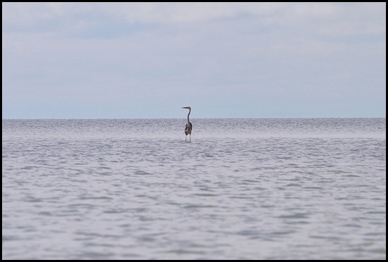 05 - Great Blue Heron in Shallow and Calm Florida Bay