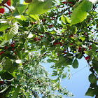 Trešnja / Cherry tree