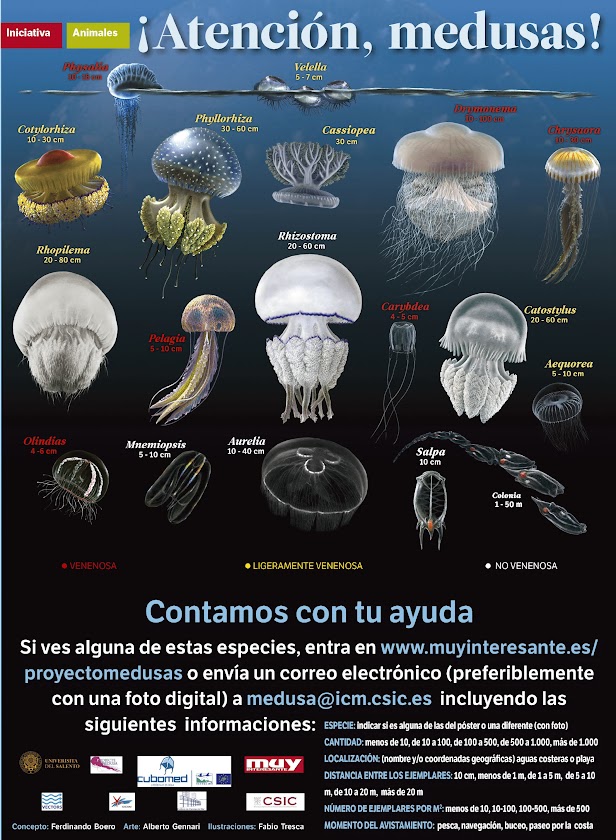 Identificar medusas