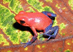 800px-Dendrobates_pumilio 800px-Dendrobates_pumilio