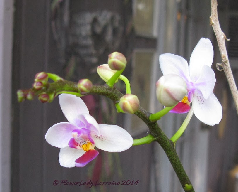 [01-14-orchids%255B4%255D.jpg]