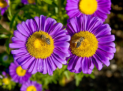 Synergy of Bees and Flowers