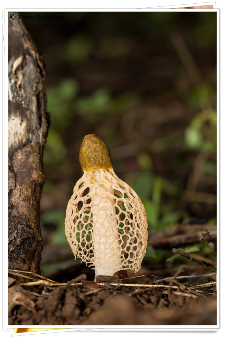 Basket Stinkhorn Maushroom