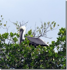 Pelican in the mangroves