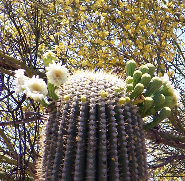 [Saguaro%2520National%2520Monumanet%2520flowers%255B14%255D.jpg]