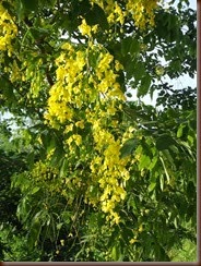 Golden Shower Tree near Kaeng Pha Day 3