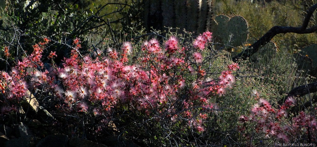 [DSC_8818%255B4%255D.jpg]