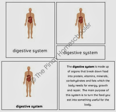 The Body Systems copy