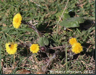 22-coltsfoot