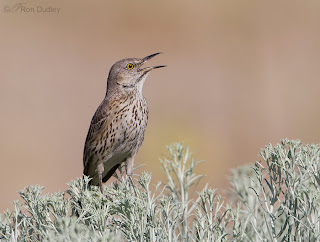 Download suara burung 6 jenis Thrasher sage thrasher
