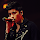 Zayn Malik
