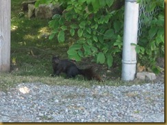 2011-6-18 black squirrel (800x595)