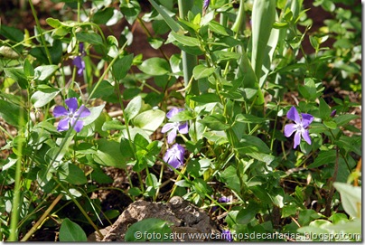 1768 Valleseco-Valsendero(Vinca) 1768 Valleseco-Valsendero(Vinca)