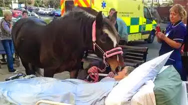 dying hospital bed woman her reunite touching favourite horse addicted hero