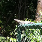 Black spiny-tailed iguana 