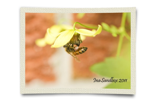 Clematis Orientalis with bee 3_with frame