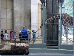 0260 Alberta Calgary - Calgary Zoo Destination Africa - African Savannah - Giraffe