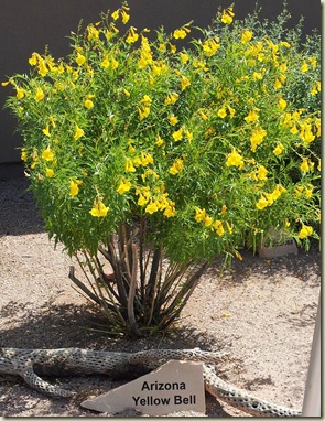 AZ Yellow Bell