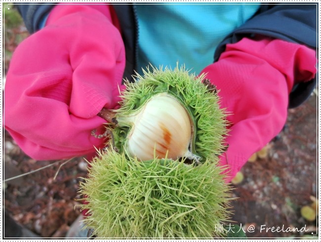 [chestnut4%255B3%255D.jpg]