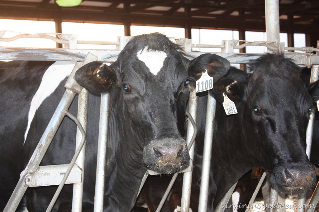 [IMG_2875%255B3%255D.jpg]