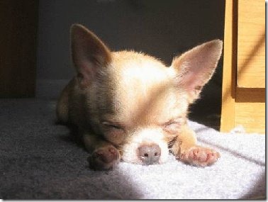 perros divertidos (5)