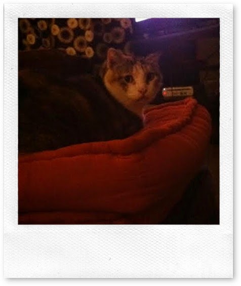Kitty on Cushions