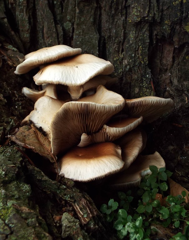 [mushrooms%255B3%255D.jpg]