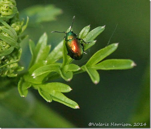 15-beetle(Chrysomelidae)