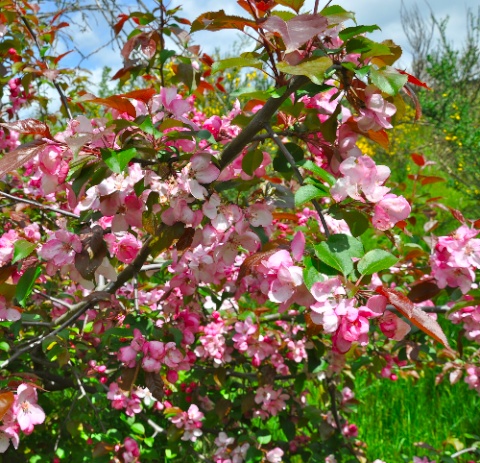 DSC_0408.jpg DSC 0408