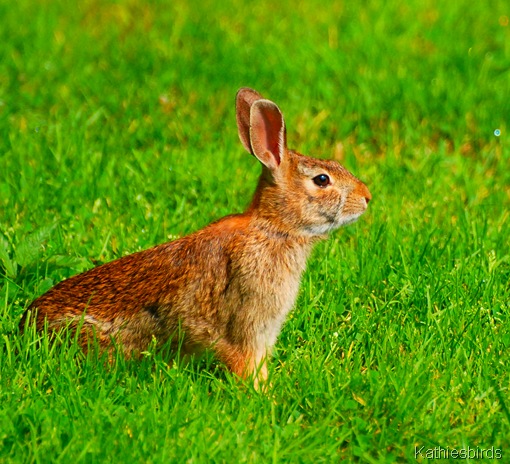 5. cottontail-kab