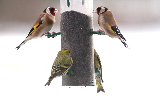 Goldfinches 11.03.13 Garden