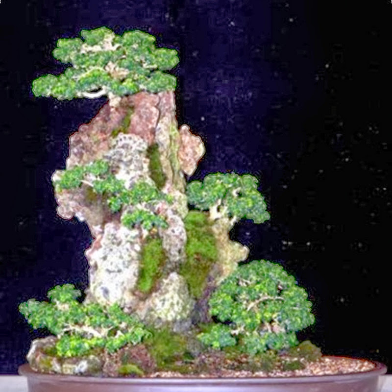 The blog’s top ten most popular posts December 2013 from The Ancient Art of Bonsai.