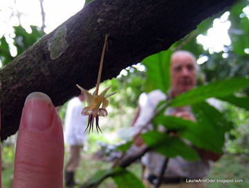 Cacao blossom