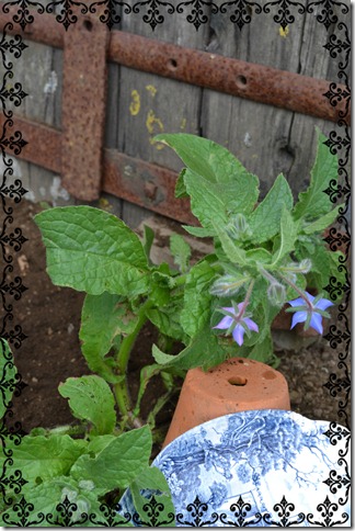 Borage