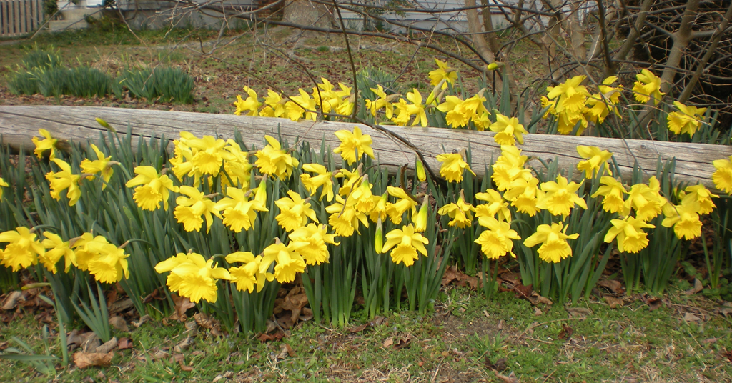 [daffodils4.png]