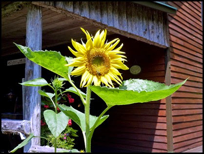 04 - Sun Flower