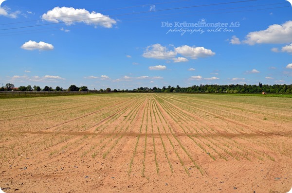 Hunderunde (10) Erdbeerfeld 16052014