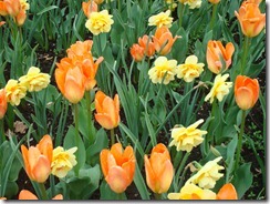 Tulips 2012 053