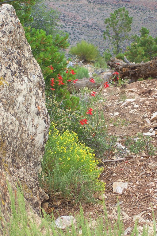 [wildflowers%2520in%2520the%2520canyon%255B3%255D.jpg]