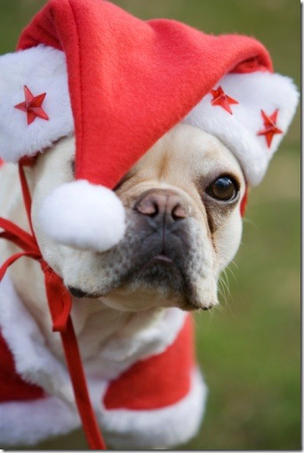perro gorritos navidad (6)